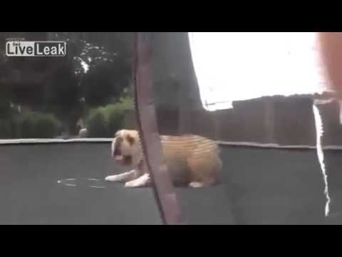 izbezumio se od zadovoljstva..video