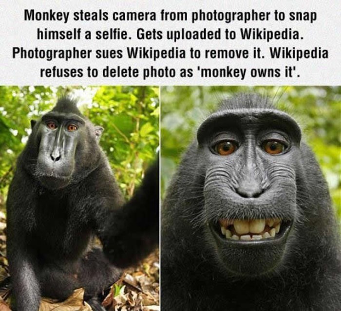 Majmun napravio selfie, nastao rat oko vlasništva fotke