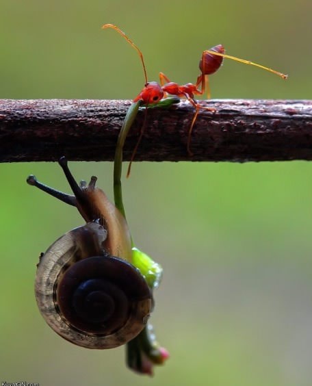 Mrav snagator spasio život pužu