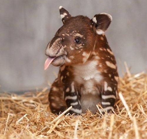 Beljim ti se i zato sam ti još slađi!