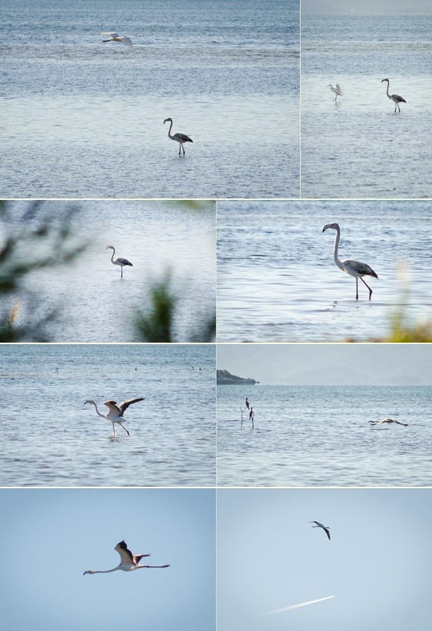 Plamenac svratio do ušća Neretve: Zaljubljen u rodu?
