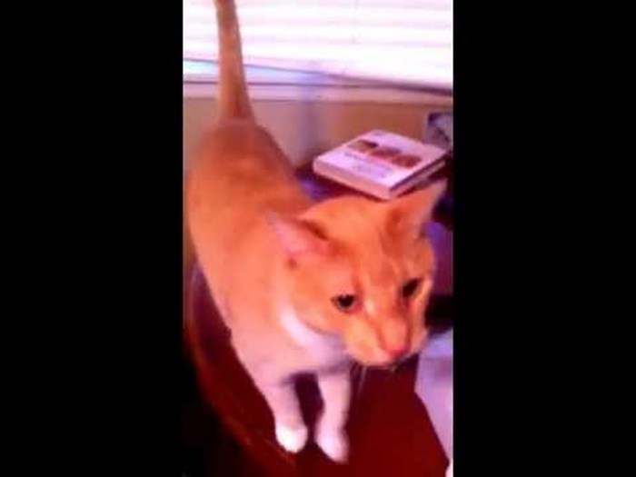 VIDEO Talentirana maca savršeno otpjevala pjesmicu dok je njen vlasnik "svirao"