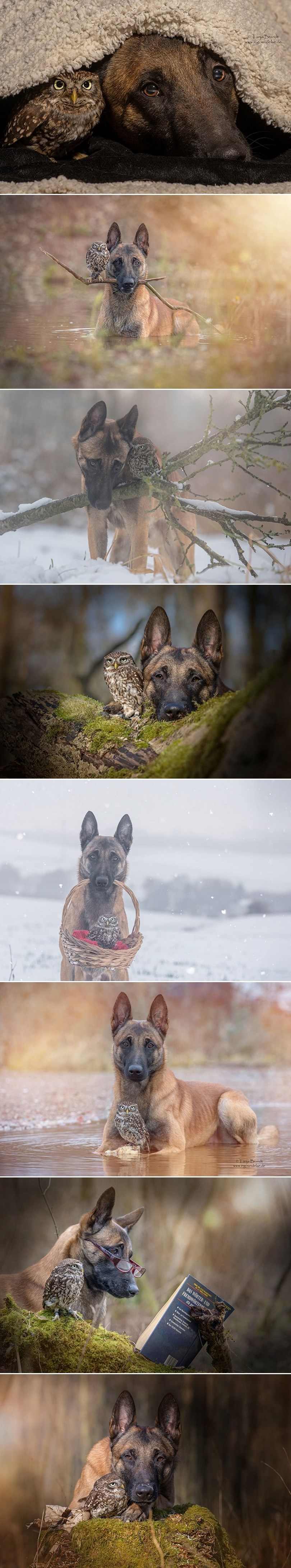 Galerija: Ljubav ne pita - sovica do ušiju zaljubljena u psa