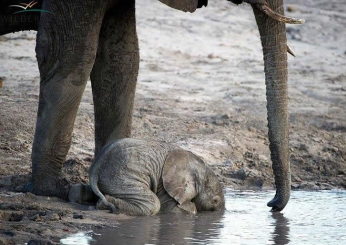 Mali slonići ne znaju piti surlom, pa se brčkaju