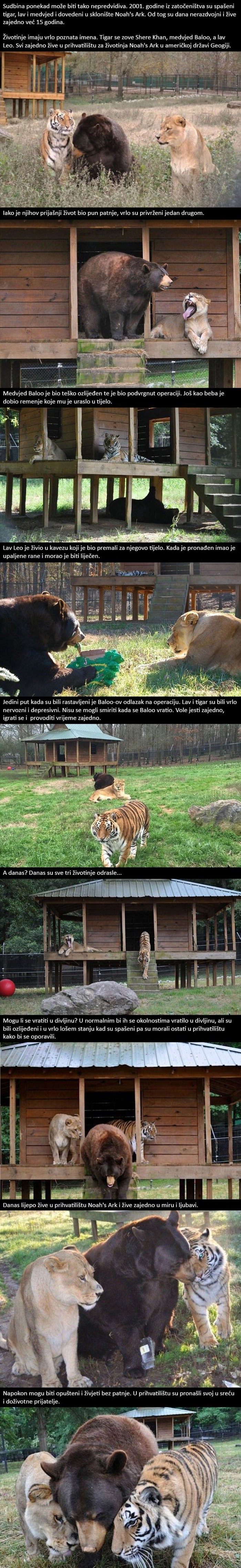 Ova priča o neobičnom životinjskom prijateljstvu će vam uljepšati dan