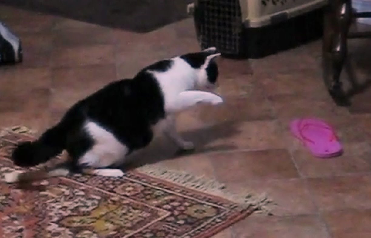 VIDEO: Japanke - smrtni neprijatelj br.1