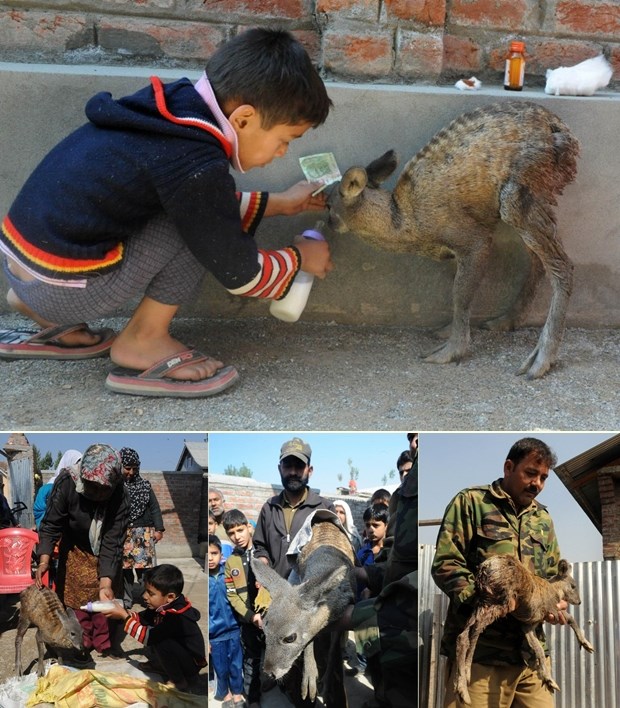 Dječak hrani malog ozlijeđenog jelena
