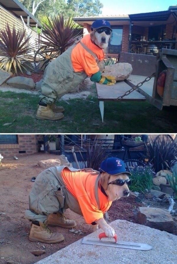 Pas koji ima pune šape posla