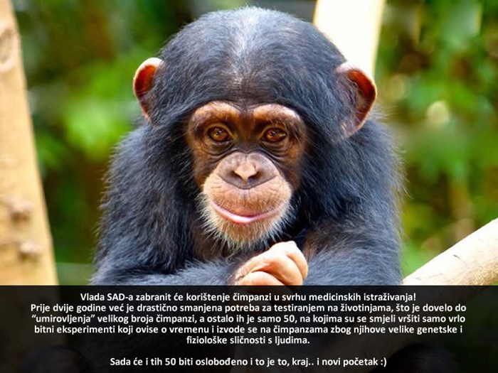 LJUDI MOJI, JE LI TO MOGUĆE: Amerika zabranjuje testiranje na čimpanzama!