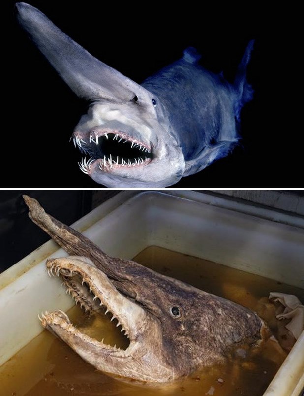 Čudovište iz morskih dubina