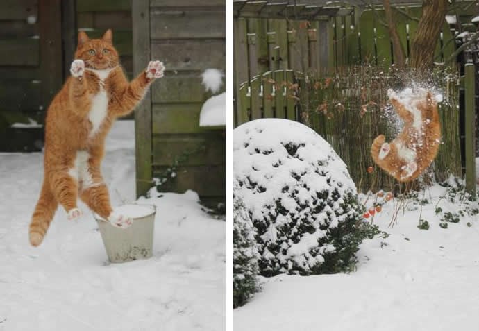 Maca pobrala brutalnu grudu u glavu