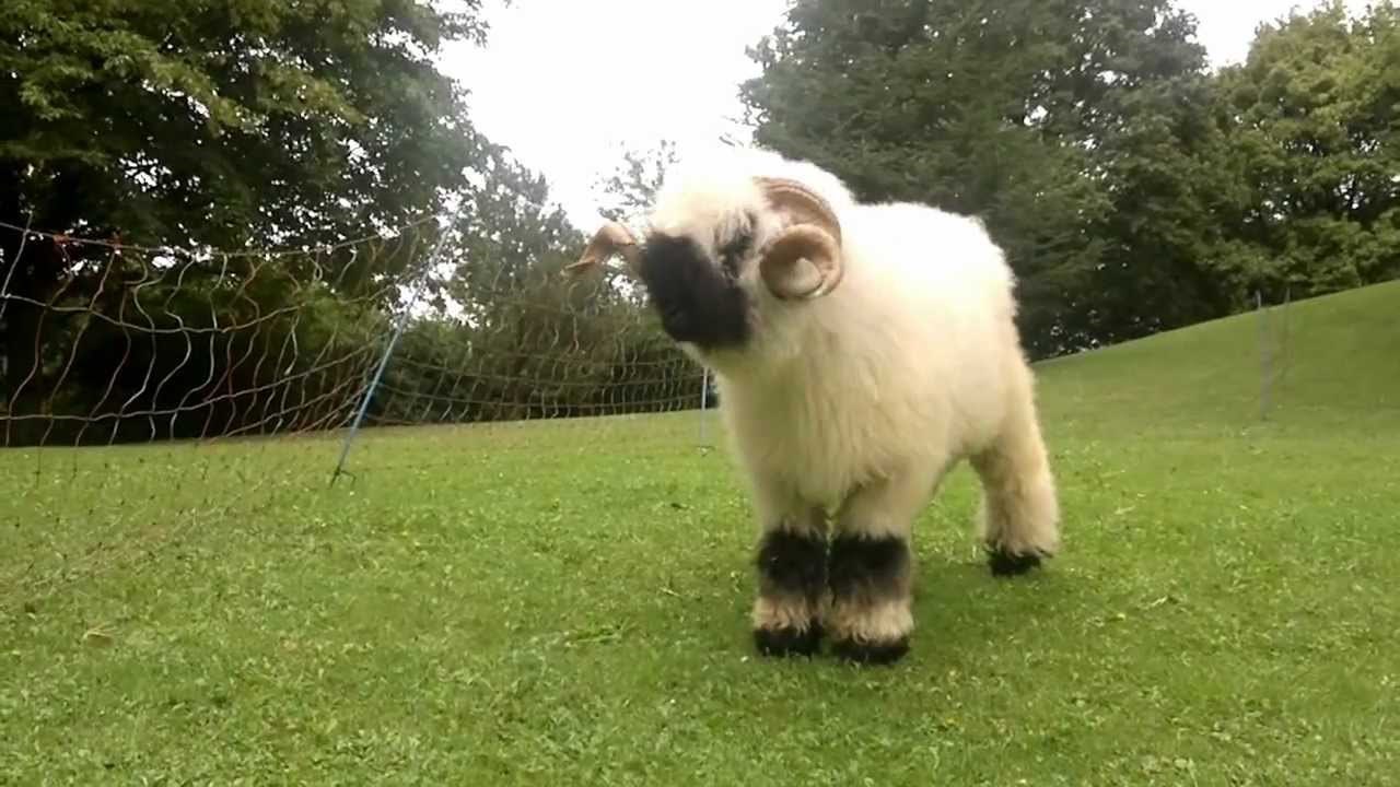 VIDEO: Ovaj mali je toliko sladak da je teško povjerovati da je stvaran