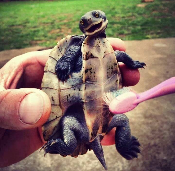 Kornjačica obožava škakljanje