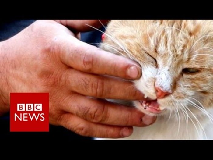 VIDEO Svi bježe iz ratom zahvaćenog Alepa, a on je ostao kako bi hranio mačke