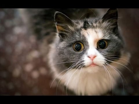 Najtopliji doček - video koji dokazuje da mačke vole jednako kao psi