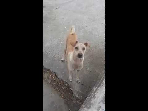 BRIŽNA MAMA "Čovječe, daj mi piletine, nije za mene!" 