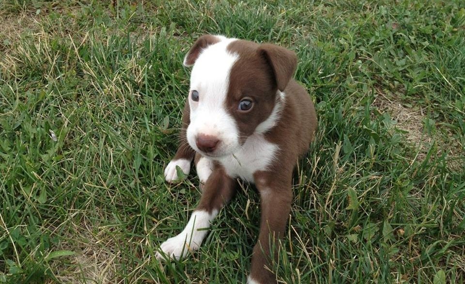 Priznaj, osvojio te na prvu "flekicu"