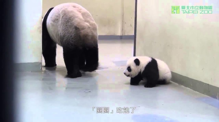 Preslatko: Mama panda vodi svoje mladunče na spavanje