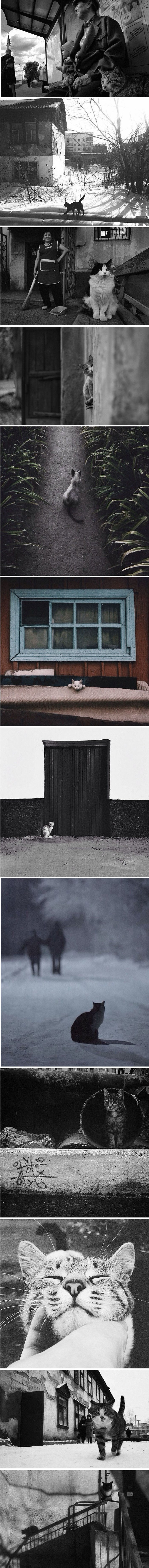 Ova žena fotografira tajni svijet mačaka iz  Kazahhstana