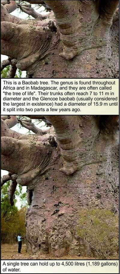 Baobab: "Drvo-kuća" promjera i do 16 metara