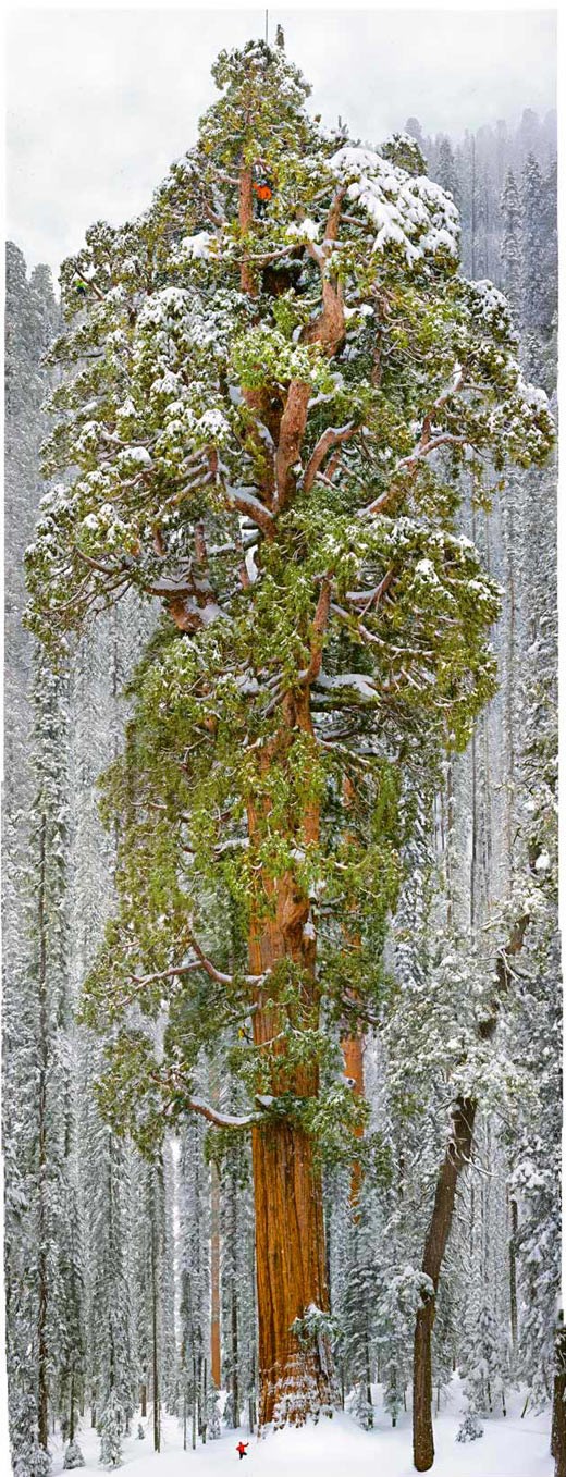 Predsjednik: 70-metarska sekvoja od "glave do pete"