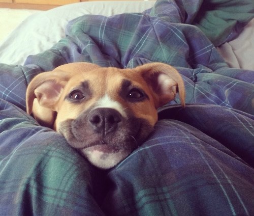 Svaki pas bi trebao živjeti s ovakvim smiješkom