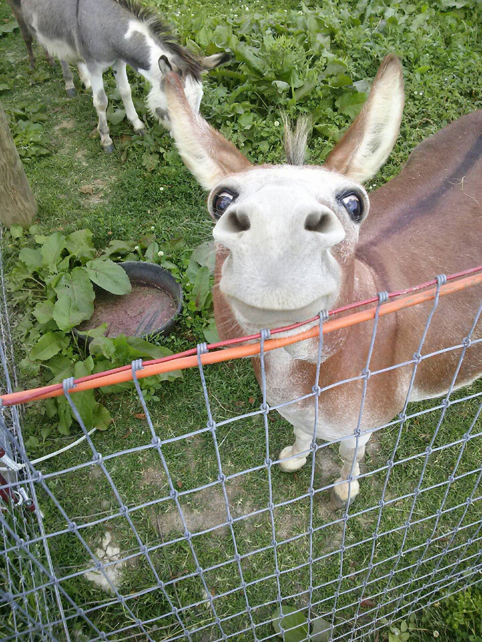 Najsretnije magare na svijetu