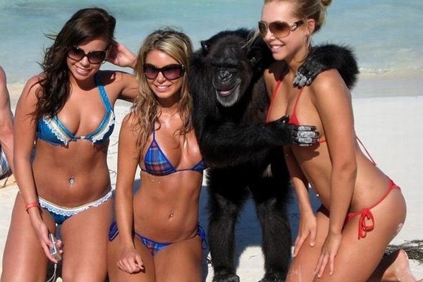 Čimpanza na plaži odmah navalio na sise - cure kikoću