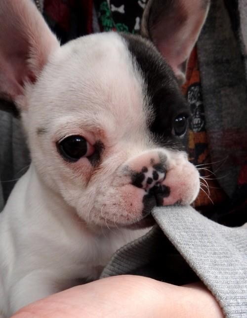 Vodi me van ili ću ti ostavit poklon na tepihu!