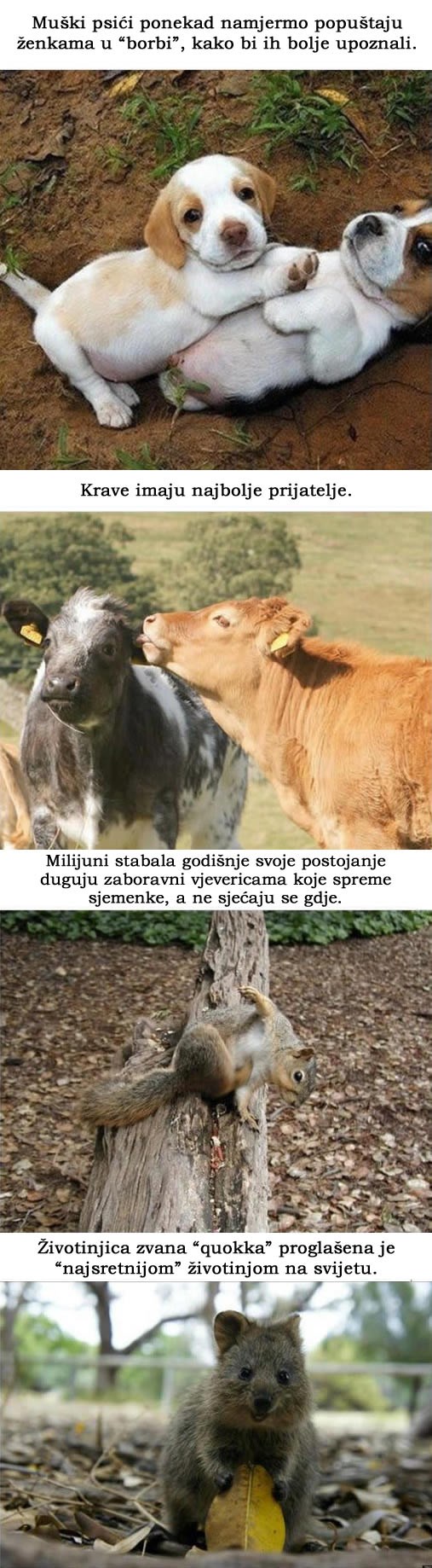 Zanimljivosti iz životinjskog svijeta: Krave imaju frendove?