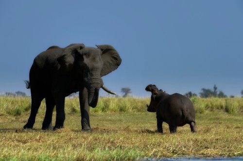 I životinje se posvade