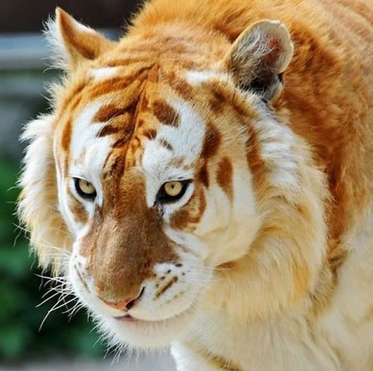 Zlatni tigar, jedan od samo 30-ak na cijelom svijetu