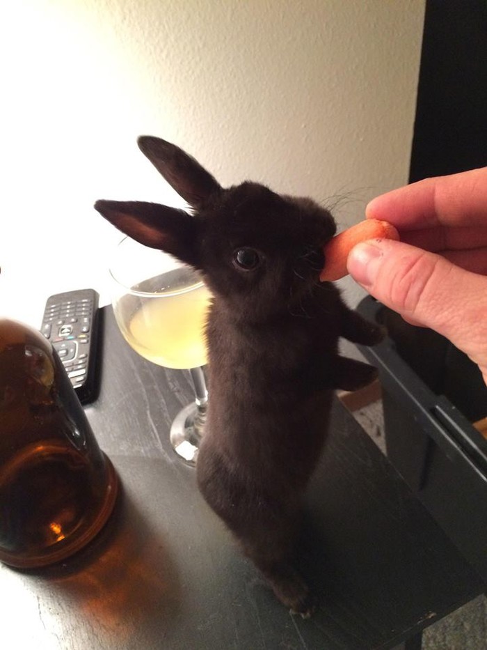 Om nom nom!