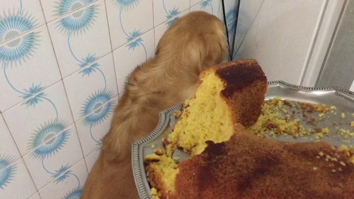 Ovaj pas se osjećao grozno nakon što je pojeo pola kolača, vlasnicu nije mogao pogledati u oči!