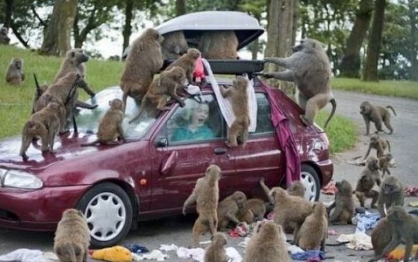 Ne podcjenjuj opasnost od majmuna u velikim grupama