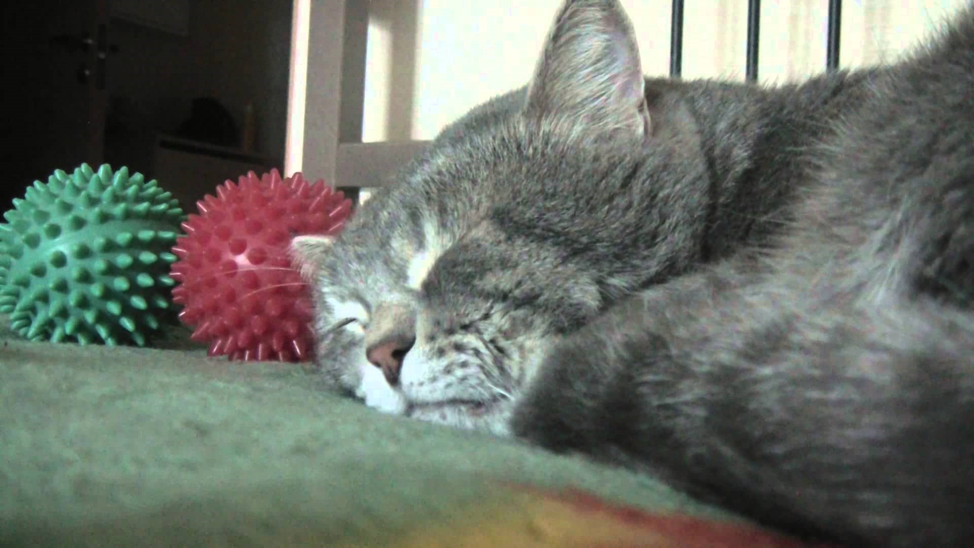 VIDEO: Kad vlasnik kihne, njeno gunđanje postaje urnebesno 