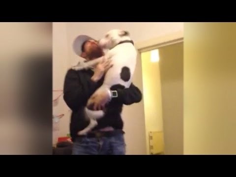 Udomljeni pas dočekuje svog vlasnika koji je tjedan dana bio u bolnici