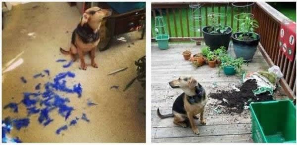 Lukavi pseći "kriminalac" se pravi lud