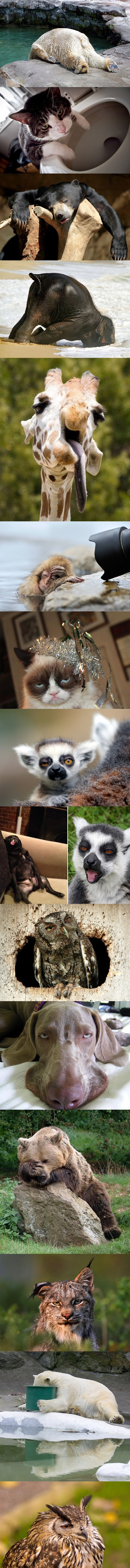 Jutro nakon provoda..