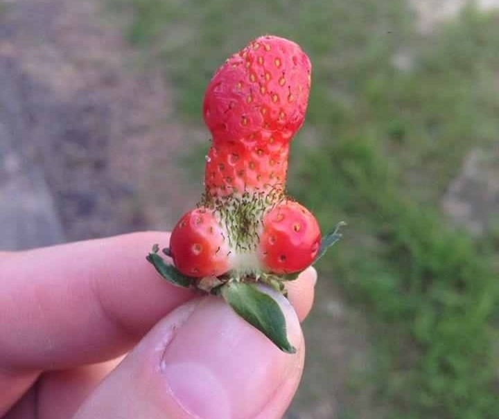 Kako prepoznati mušku jagodu?