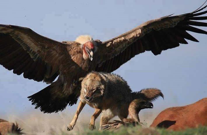 Lešinar tjera vuka: Iš, vuk, iš, odi ganjaj Crvenkapicu!