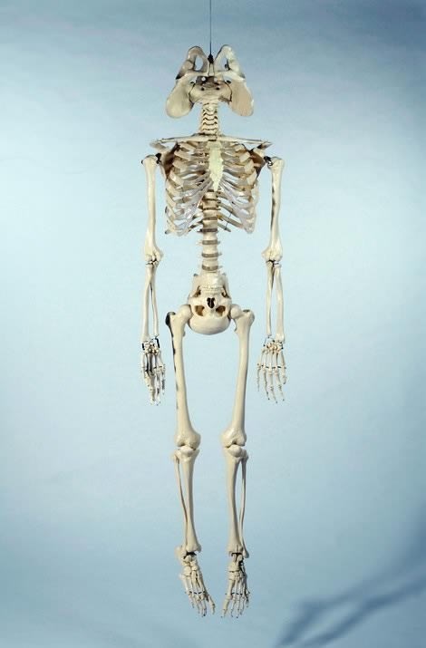 Prvi anatomski točan prikaz kostura političara