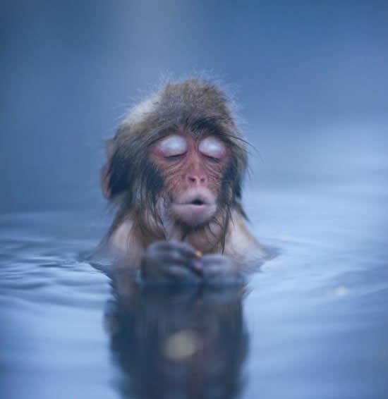 Majmunčić gušta u toploj vodi usred zime