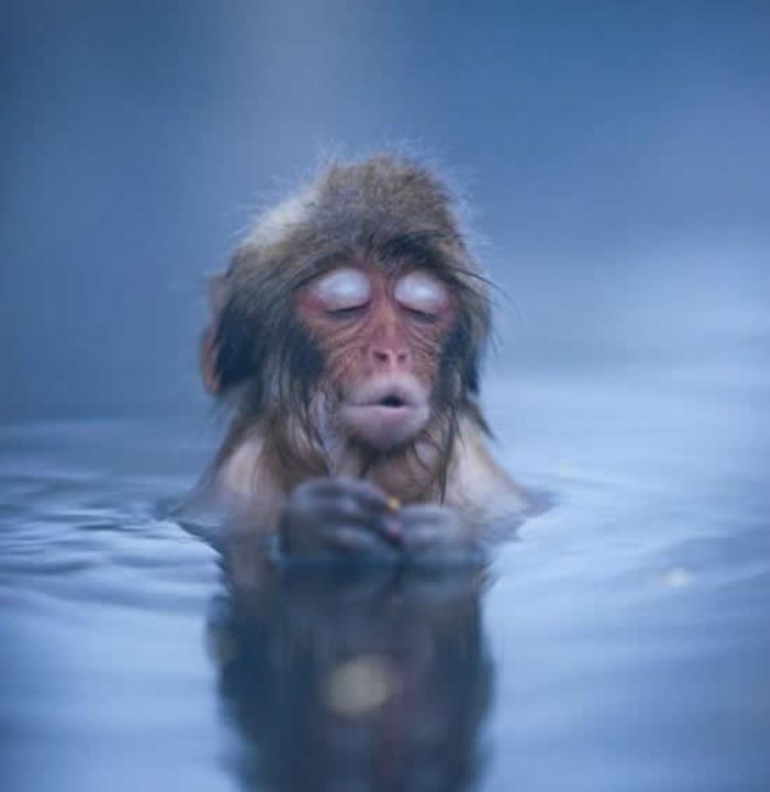 Majmunčić gušta u toploj vodi usred zime