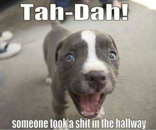 Psi vole priređivati iznenađenja