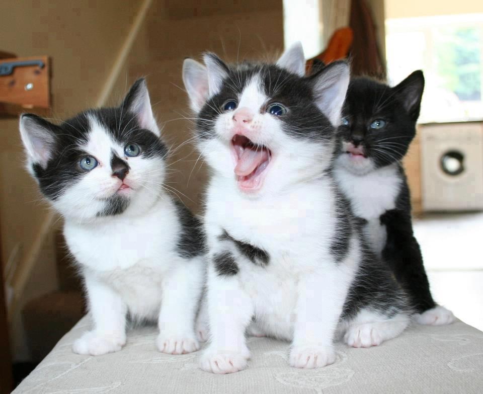 Analizirale smo situaciju i došle do zaključka: Gladne smo!