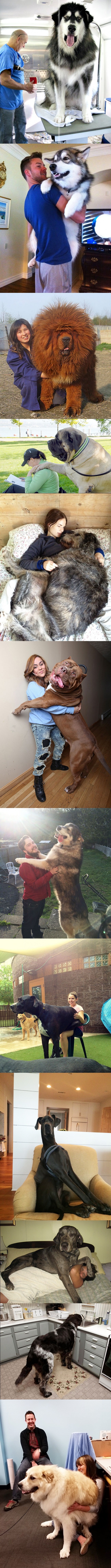 Fotografije pasa koji nisu svjesni svoje veličine