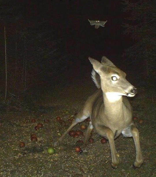 Strava u šumi: Leteća vjeverica uhvaćena u lovu na jelene