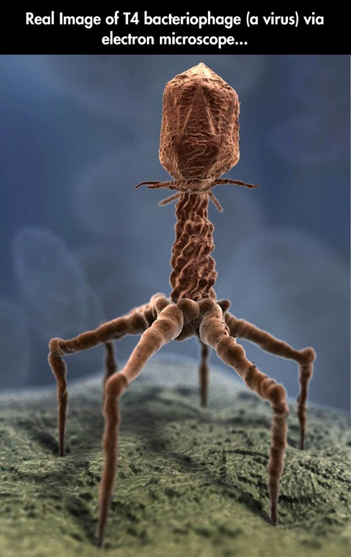 Virus pod elektronskim mikroskopom