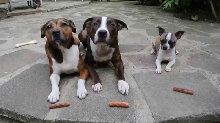 VIDEO : Moje! Slatki mali kradljivac zna što želi